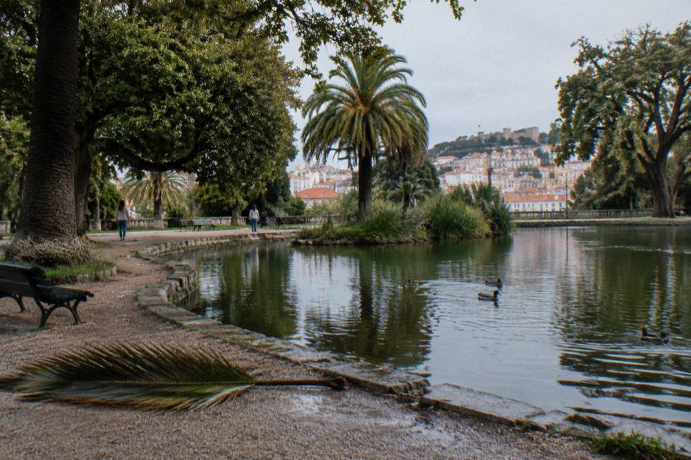 A pond beside gravel paths and palms in a city park, with ducks on the water and hillside buildings in the distance.